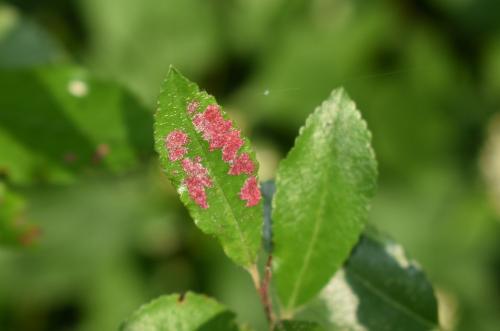 Réf. 329 389 : Aceria pyracanthi